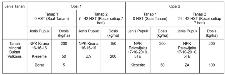 kubis
